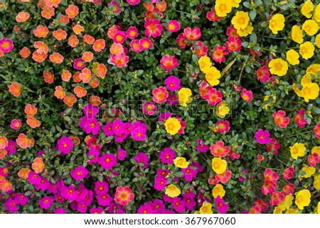 Colorful meadow of flowers taken from above.