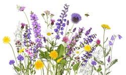 Fleurs De Prairie Et De Jardin Colorées Avec Insectes, Isolées