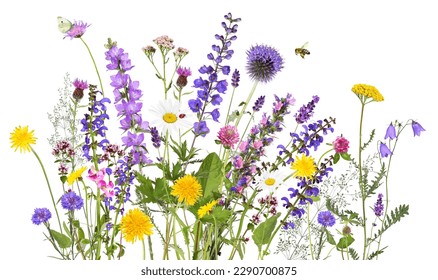 Colorful meadow and garden flowers with insects, isolated