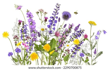 Colorful meadow and garden flowers with insects, isolated