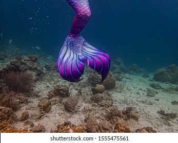 Colorful Mermaid Tail In A Shallow Coral Reef