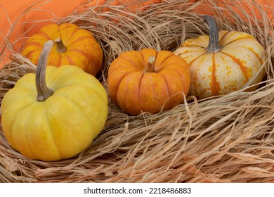 Colorful miniature pumpkins in straws on an orange background, horizontal orientation. Autumn harvest. Halloween. Closeup stock photo