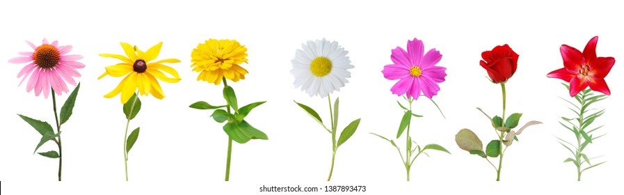 Colorful mix flower branches isolated white