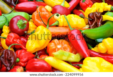 a colorful mix of the freshest and hottest chili peppers 