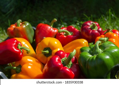 a colorful mix of paprika capsicum in a box on a green grass background.Close up.