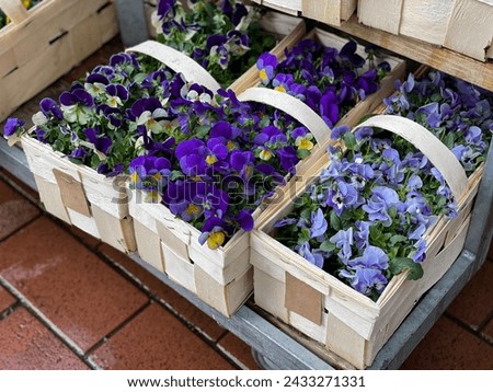 Colorful mixed blue purple Viola Cornuta pansie spring flowers seedlings in wooden boxes in flower shop market close up