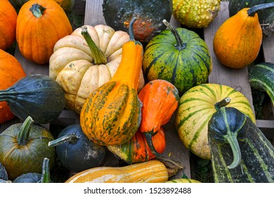 11,976 Mixed squash Images, Stock Photos & Vectors | Shutterstock