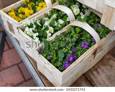 Colorful mixed purple, white and yellow Viola Cornuta pansie spring flowers seedlings in wooden boxes in flower shop market close up