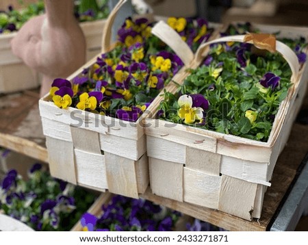 Colorful mixed purple yellow Viola Cornuta pansie spring flowers seedlings in wooden boxes in flower shop market close up