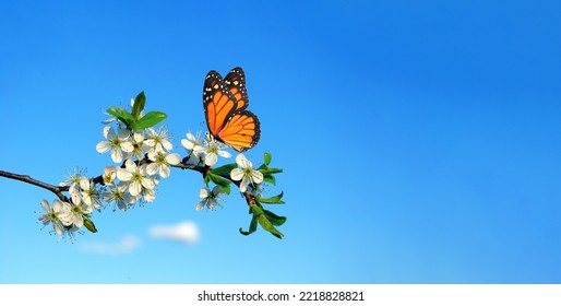 colorful monarch butterfly on a branch of sakura blossom against the blue sky. copy space - Powered by Shutterstock