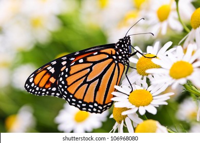 Colorful monarch butterfly sitting on chamomile flowers - Powered by Shutterstock