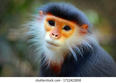 91,356 Colorful monkey Images, Stock Photos & Vectors | Shutterstock