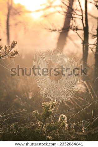 Similar – Foto Bild Die letzten Lichtstrahlen