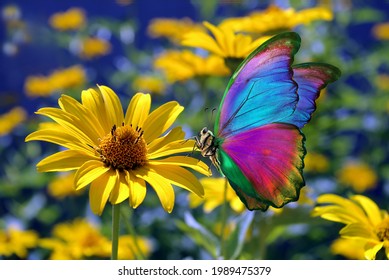 colorful morpho butterfly on yellow chamomile flower in the garden