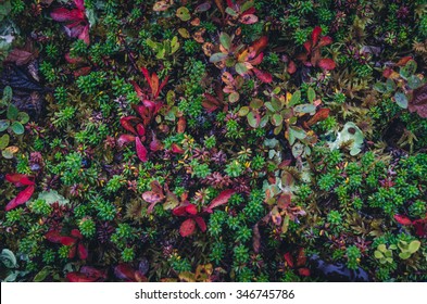 colorful moss textures from Iceland and Norway