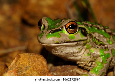 Motorbike Frog Hd Stock Images Shutterstock