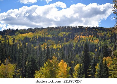 Colorful mountain hillside covered with yellow, green, and golden trees during cloudy fall season. - Shutterstock ID 2219989257