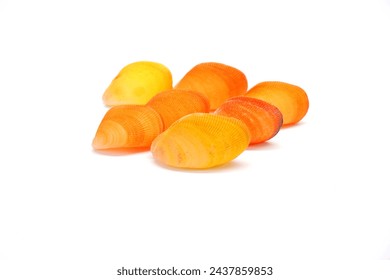 Colorful mussels isolated on white background. Beautiful Colorful seashell of Thai Blue Mussels seashell (Septifer bilocularis) extremely rare sea shell from Phuket Thailand