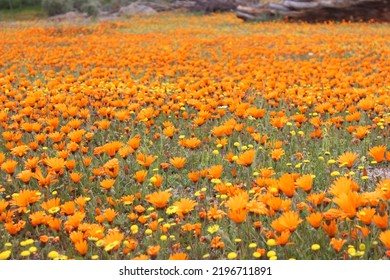 Colorful Namaqualand Flowers In Bloom