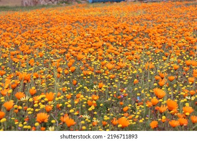 Colorful Namaqualand Flowers In Bloom