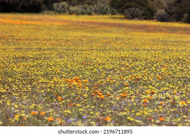 Colorful Namaqualand Flowers In Bloom