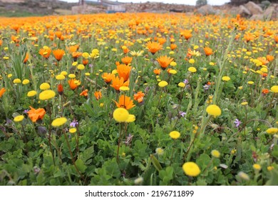 Colorful Namaqualand Flowers In Bloom