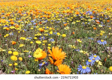 Colorful Namaqualand Flowers In Bloom