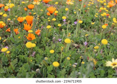 Colorful Namaqualand Flowers In Bloom