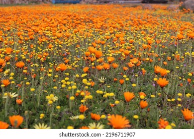 Colorful Namaqualand Flowers In Bloom