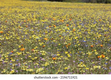 Colorful Namaqualand Flowers In Bloom