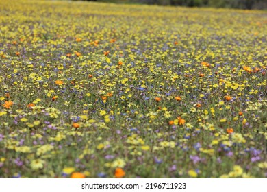 Colorful Namaqualand Flowers In Bloom