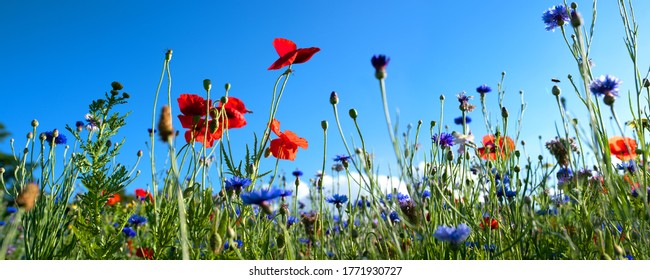 Colorful natural flower meadows landscape with blue sky in summer. Habitat for insects, wildflowers and wild herbs on a flower field. Background panorama with short depth of focus and space for text.