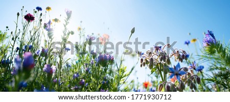 Colorful natural flower meadows landscape with blue sky in summer. Habitat for insects, wildflowers and wild herbs on a flower field. Background panorama with short depth of focus and space for text.