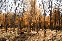 Colorful Natural Leaves Of Bamboo Tree Shedding Changing Color And Bambuseae Foliage Plant Falling In Autumn Season Or Seasonal Fall At Garden On Mountain Of Phanom Sawai Forest Park In Surin Thailand