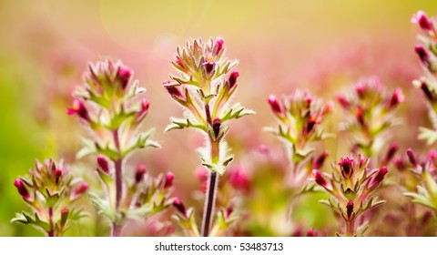 colorful nature background with wild flowers
