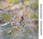 colorful nephila clavata on its web