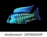 A colorful Non Mbuna cichlid on isolated black background. Aulonocara is endemic to Lake Malawi. it is an African cichlids in Cichlidae family.