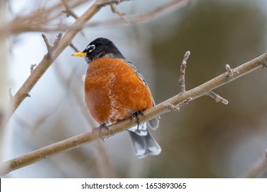 A colorful North American robin sitting on a birch tree branch. The bird has a red colored feathered chest. The songbird has a grey tail, black head and long orange beak. 
