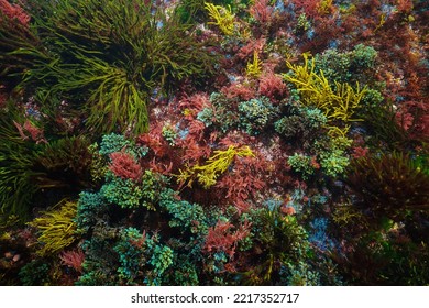 Colorful Ocean Floor Covered By Various Algae Seen From Above, Natural Underwater Scene, Atlantic Ocean, Spain, Galicia