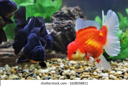 oranda goldfish aquarium