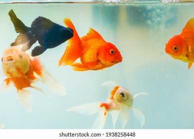 7,961 Freshwater Ornamental Fish Images, Stock Photos & Vectors ...