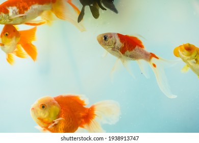 Colorful Oranda Goldfish Freshwater Aquarium Carassius Stock Photo ...