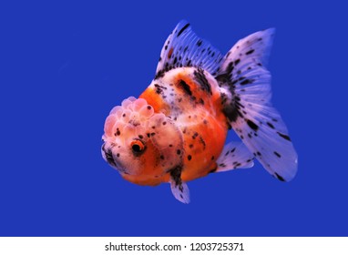 Unduh 510+ Background Aquarium Arwana Golden Red Gratis Terbaik