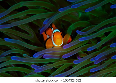 A colorful orange clownfish finds safety among it's host green and purple anemone in Raja Ampat, Indonesia