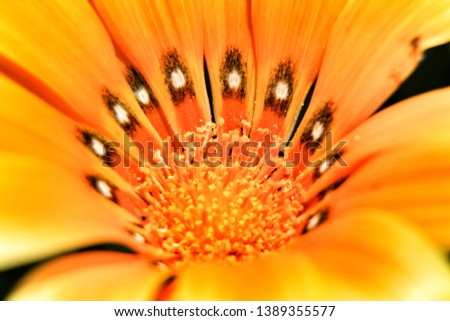 Similar – Gerbera