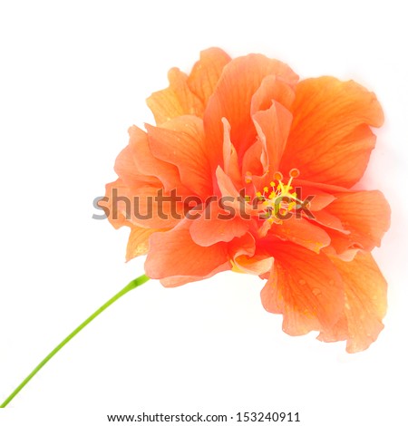 Colorful Orange Hibiscus flower isolated on a white background