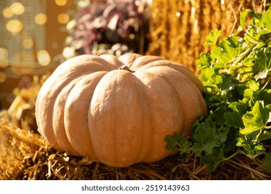 Colorful orange pumpkin piled on hay bales at rural farm market in autumn sunlight. Sale fair for Halloween. Seasonal holidays Thanksgiving day . Close up. - Powered by Shutterstock