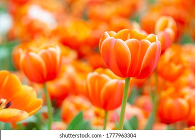Colorful orange tulips grow and bloom in close proximity to one another in tulip flower garden.