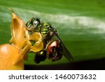 Colorful orchid bee or Exaerete on a yellow tropical flower. Amazing Costa Rica fauna. Euglossini family.