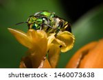 Colorful orchid bee or Exaerete on a yellow tropical flower. Amazing Costa Rica fauna. Euglossini family.
